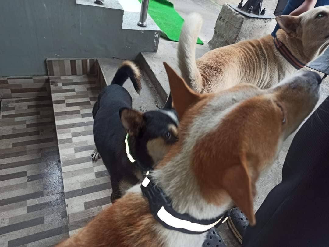 Help the Speechless (Stray Animals)